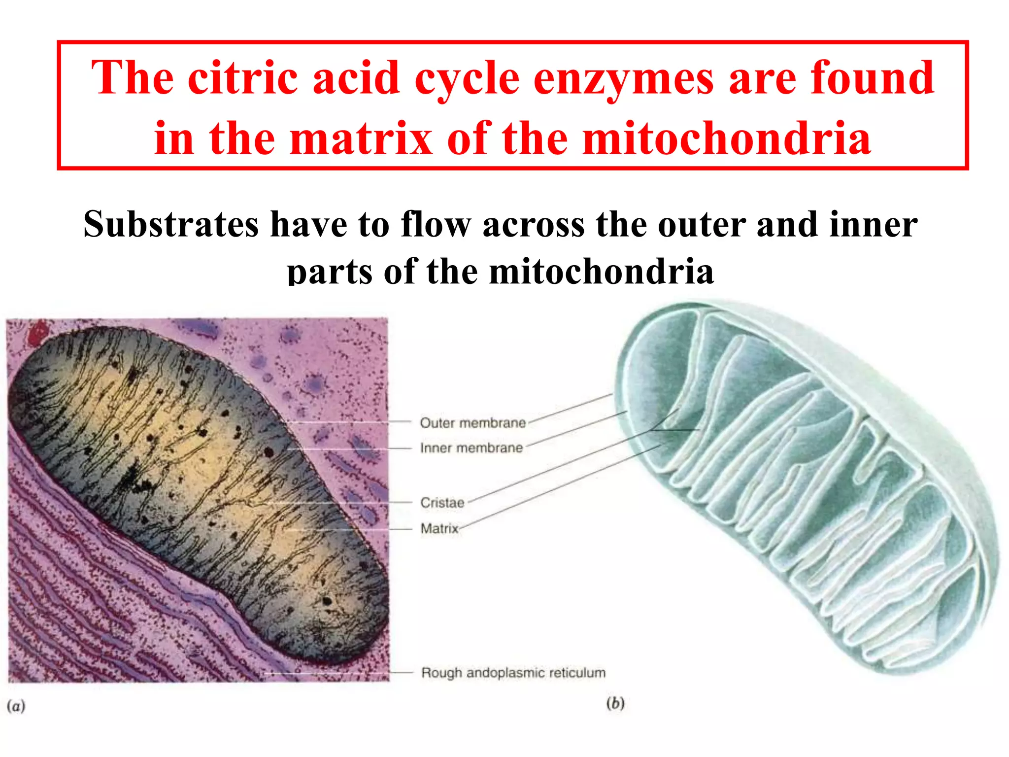 The citric acid cycle enzymes are found
in the matrix of the mitochondria
Substrates have to flow across the outer and inner
parts of the mitochondria
 
