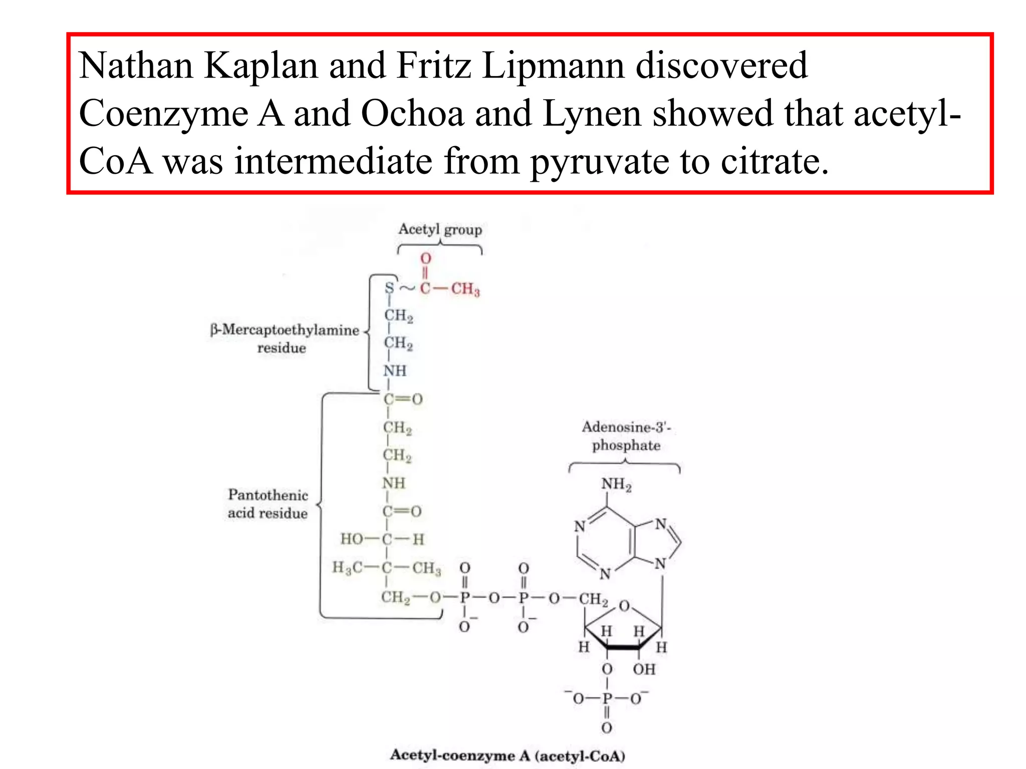 Nathan Kaplan and Fritz Lipmann discovered
Coenzyme A and Ochoa and Lynen showed that acetyl-
CoA was intermediate from pyruvate to citrate.
 