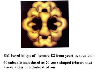 EM based image of the core E2 from yeast pyruvate dh
60 subunits associated as 20 cone-shaped trimers that
are verticies of a dodecahedron
 