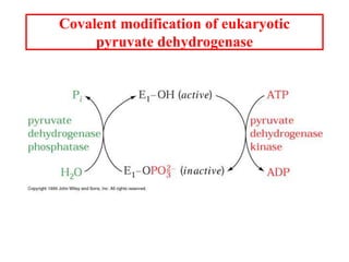 Covalent modification of eukaryotic
pyruvate dehydrogenase
 