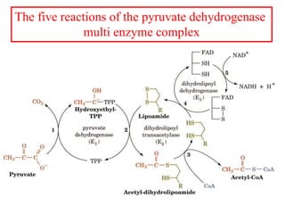 The five reactions of the pyruvate dehydrogenase
multi enzyme complex
 