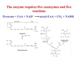 The enzyme requires five coenzymes and five
reactions
Pyruvate + CoA + NAD+ acetyl-CoA + CO2 + NADH
 
