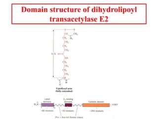 Domain structure of dihydrolipoyl
transacetylase E2
 