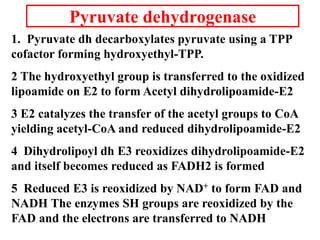 1. Pyruvate dh decarboxylates pyruvate using a TPP
cofactor forming hydroxyethyl-TPP.
2 The hydroxyethyl group is transferred to the oxidized
lipoamide on E2 to form Acetyl dihydrolipoamide-E2
3 E2 catalyzes the transfer of the acetyl groups to CoA
yielding acetyl-CoA and reduced dihydrolipoamide-E2
4 Dihydrolipoyl dh E3 reoxidizes dihydrolipoamide-E2
and itself becomes reduced as FADH2 is formed
5 Reduced E3 is reoxidized by NAD+ to form FAD and
NADH The enzymes SH groups are reoxidized by the
FAD and the electrons are transferred to NADH
Pyruvate dehydrogenase
 