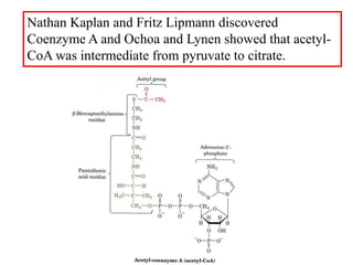 Nathan Kaplan and Fritz Lipmann discovered
Coenzyme A and Ochoa and Lynen showed that acetyl-
CoA was intermediate from pyruvate to citrate.
 