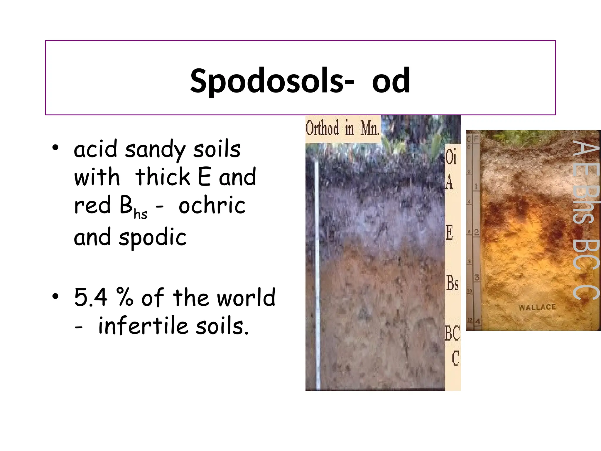 Lecture 23 and 24 Soil Taxonoasgsgdagdsgay.pptx
