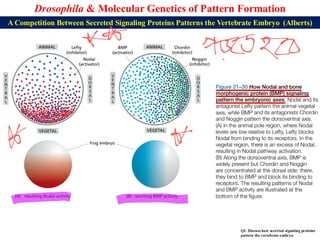 Lecture 23 BBT317 Molecular Genetics of Pattern Formation in Drosophila ...