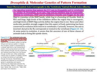 Lecture 23 BBT317 Molecular Genetics of Pattern Formation in Drosophila ...