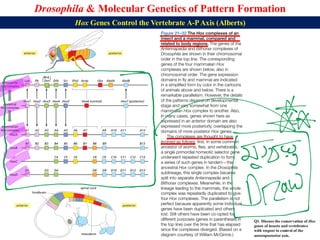 Lecture 23 BBT317 Molecular Genetics of Pattern Formation in Drosophila ...
