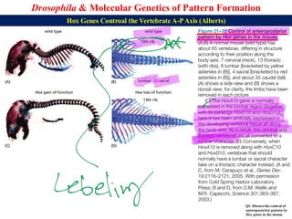 Lecture 23 BBT317 Molecular Genetics of Pattern Formation in Drosophila ...