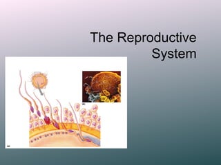 The Reproductive
         System
 