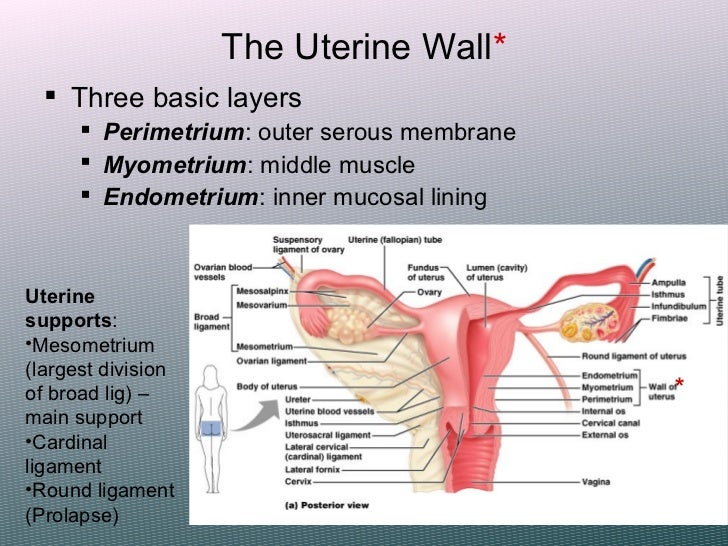 the reproductive system