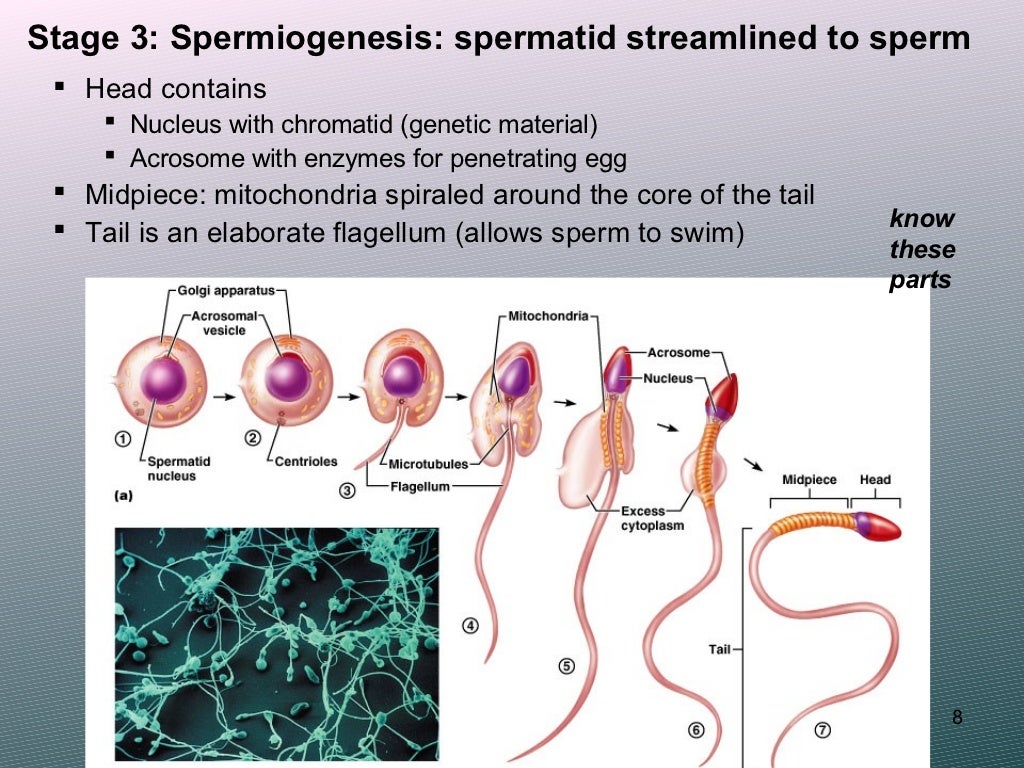 Human Reproductive System Ppt Download
