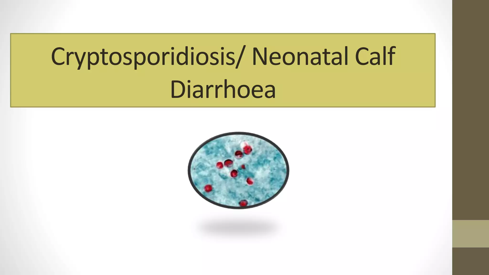 Cryptosporidium | PPT