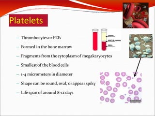 Platelets
— Thrombocytesor PLTs
— Formed in the bone marrow
— Fragments from thecytoplasmof megakaryocytes
— Smallestof the blood cells
— 1-4 micrometers indiameter
— Shape can be round, oval, orappear spiky
— Lifespan of around 8-12 days
 