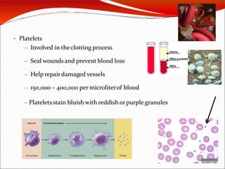 • Platelets
— Involved in theclotting process
— Seal woundsand prevent blood loss
— Help repairdamaged vessels
— 150,000 – 400,000 per microliterof blood
— Plateletsstain bluishwith reddishorpurple granules
 