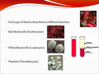 • Each typeof blood cell performsadifferent function.
• Red blood cells (Erythrocytes)
• White blood cells (Leukocytes)
• Platelets (Thrombocytes)
 