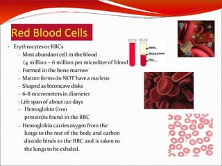 Red Blood Cells
• Erythrocytesor RBCs
— Mostabundantcell in the blood
(4 million – 6 million per microliterof blood)
— Formed in the bone marrow
— Mature formsdo NOT havea nucleus
— Shaped as biconcave disks
— 6-8 micrometers in diameter
—Life span of about 120 days
— Hemoglobin (iron
protein)is found in the RBC
— Hemoglobincarriesoxygen from the
lungs to the rest of the body and carbon
dioxide binds to the RBC and is taken to
the lungs to beexhaled.
 