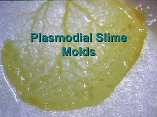 Plasmodial Slime
     Molds
 