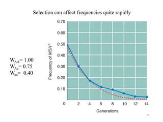 12
WAA= 1.00
WAa= 0.75
Waa= 0.40
Selection can affect frequencies quite rapidly
 