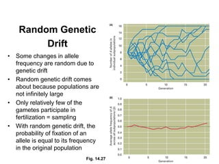 17
Random Genetic
Drift
• Some changes in allele
frequency are random due to
genetic drift
• Random genetic drift comes
about because populations are
not infinitely large
• Only relatively few of the
gametes participate in
fertilization = sampling
• With random genetic drift, the
probability of fixation of an
allele is equal to its frequency
in the original population
Fig. 14.27
 