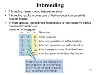 19
Inbreeding
• Inbreeding means mating between relatives
• Inbreeding results in an excess of homozygotes compared with
random mating
• In most species, inbreeding is harmful due to rare recessive alleles
that wouldn’t otherwise
become homozygous
 