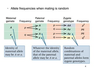 4
• Allele frequencies when mating is random
 