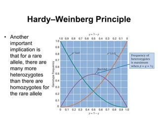 7
Hardy–Weinberg Principle
• Another
important
implication is
that for a rare
allele, there are
many more
heterozygotes
than there are
homozygotes for
the rare allele
 