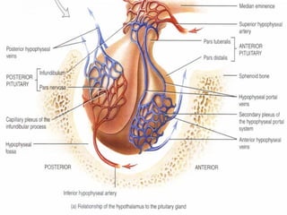 Topic 23: Human anatomy & Physiology Endocrine system.pdf