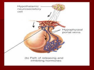 Topic 23: Human anatomy & Physiology Endocrine system.pdf