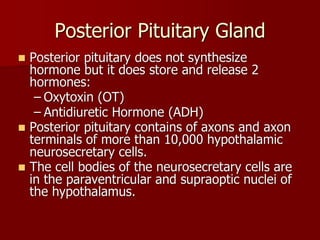 Topic 23: Human anatomy & Physiology Endocrine system.pdf