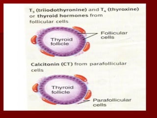 Topic 23: Human anatomy & Physiology Endocrine system.pdf
