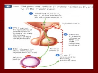 Topic 23: Human anatomy & Physiology Endocrine system.pdf