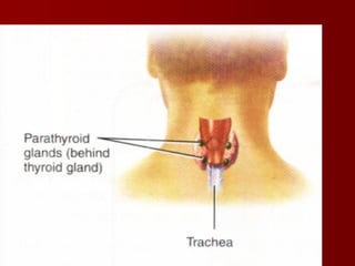 Topic 23: Human anatomy & Physiology Endocrine system.pdf