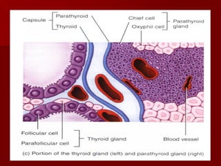 Topic 23: Human anatomy & Physiology Endocrine system.pdf