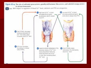 Topic 23: Human anatomy & Physiology Endocrine system.pdf