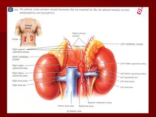 Topic 23: Human anatomy & Physiology Endocrine system.pdf