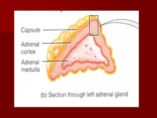 Topic 23: Human anatomy & Physiology Endocrine system.pdf