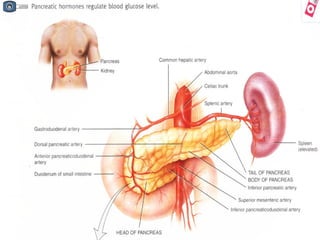 Topic 23: Human anatomy & Physiology Endocrine system.pdf