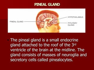 Topic 23: Human anatomy & Physiology Endocrine system.pdf