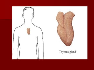 Topic 23: Human anatomy & Physiology Endocrine system.pdf