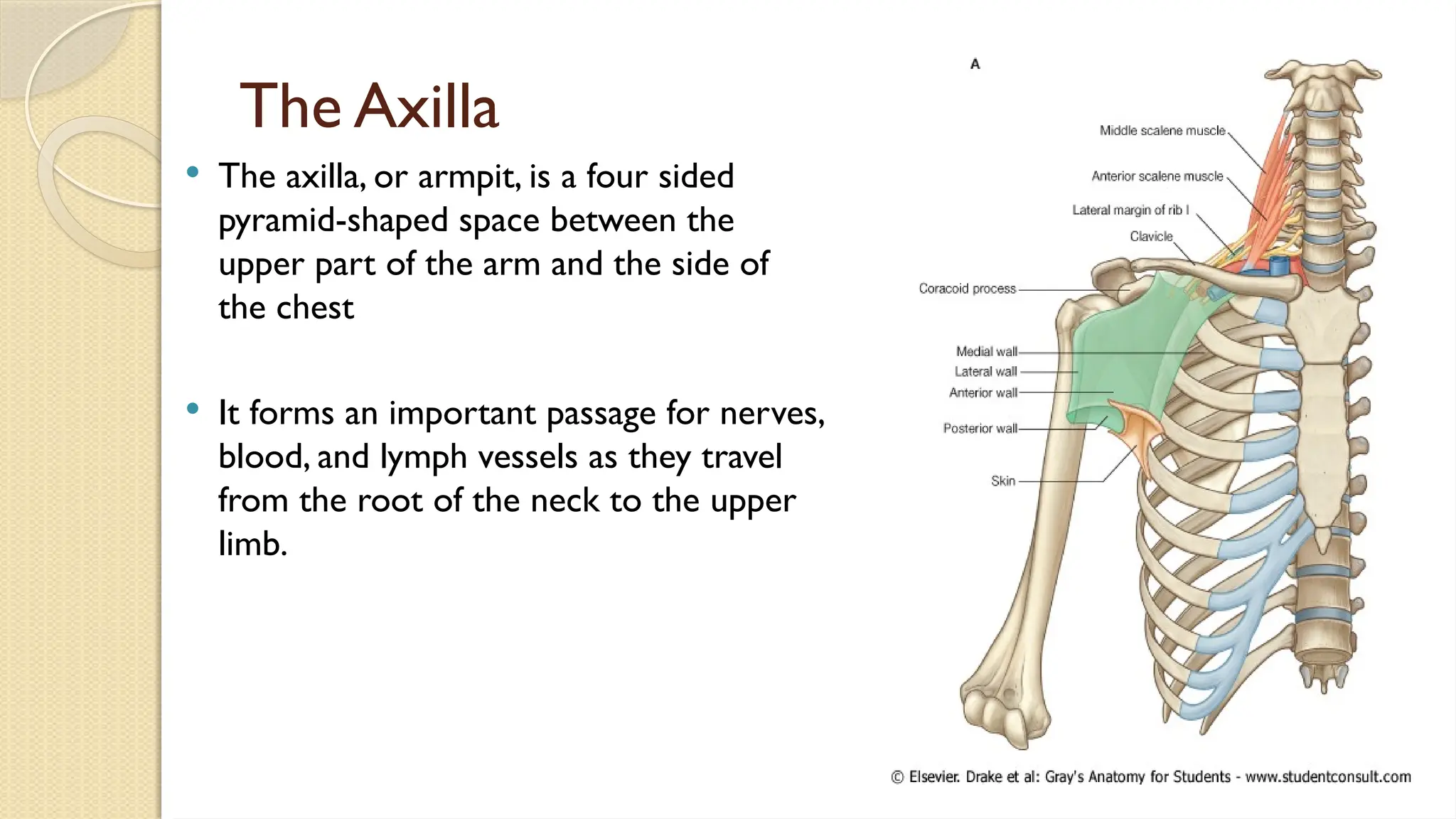 Lecture 25 Intermuscular sapces and axilla [Autosaved].pptx