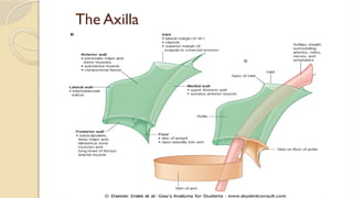 Lecture 25 Intermuscular sapces and axilla [Autosaved].pptx