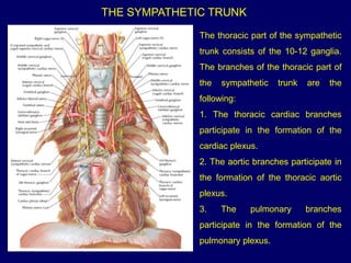 Truncus Sympathicus Toraks Lecture № 26 - ANATOMY OF THE VEGETATIVE NERVOUS SYSTEM.pdf