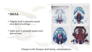 Lecture 26 Metamorphosis in amphibia.pptx