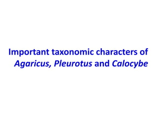 Important taxonomic characters of
Agaricus, Pleurotus and Calocybe
 