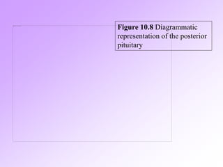 Tp Flag lecture27.ppt hypothalamus and pituitary gland | PPT