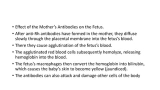 • Effect of the Mother’s Antibodies on the Fetus.
• After anti-Rh antibodies have formed in the mother, they diffuse
slowly through the placental membrane into the fetus’s blood.
• There they cause agglutination of the fetus’s blood.
• The agglutinated red blood cells subsequently hemolyze, releasing
hemoglobin into the blood.
• The fetus’s macrophages then convert the hemoglobin into bilirubin,
which causes the baby’s skin to become yellow (jaundiced).
• The antibodies can also attack and damage other cells of the body
 