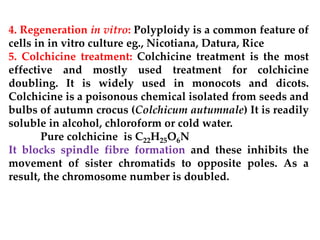 4. Regeneration in vitro: Polyploidy is a common feature of
cells in in vitro culture eg., Nicotiana, Datura, Rice
5. Colchicine treatment: Colchicine treatment is the most
effective and mostly used treatment for colchicine
doubling. It is widely used in monocots and dicots.
Colchicine is a poisonous chemical isolated from seeds and
bulbs of autumn crocus (Colchicum autumnale) It is readily
soluble in alcohol, chloroform or cold water.
Pure colchicine is C22H25O6N
It blocks spindle fibre formation and these inhibits the
movement of sister chromatids to opposite poles. As a
result, the chromosome number is doubled.
 