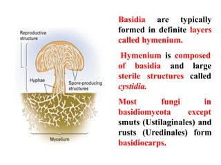 Lecture 27 symptoms and life cycle of Mushrrom fungi.pptx